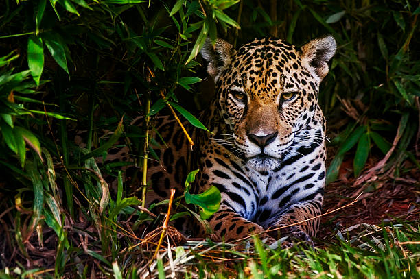 Jaguar (Panthera onca) A jaguar rests in a bush. jaguar stock pictures, royalty-free photos & images