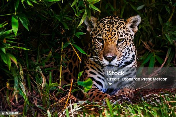 Jaguar Stock Photo - Download Image Now - Jaguar - Cat, Rainforest, Animal