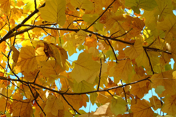 istock The autumn leaves on the branches 617770228