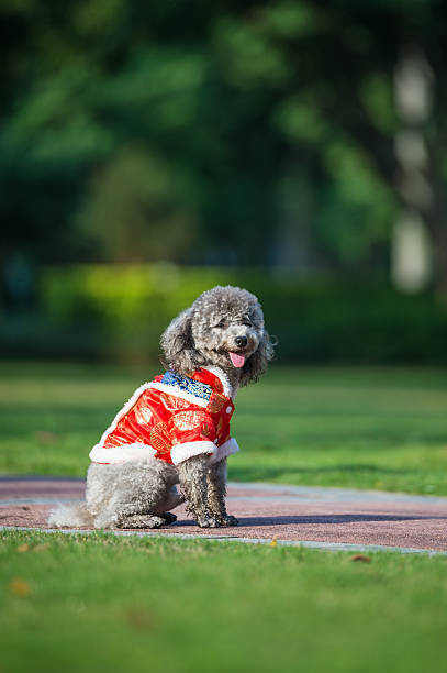istock Poodles playing in the grass 617770598