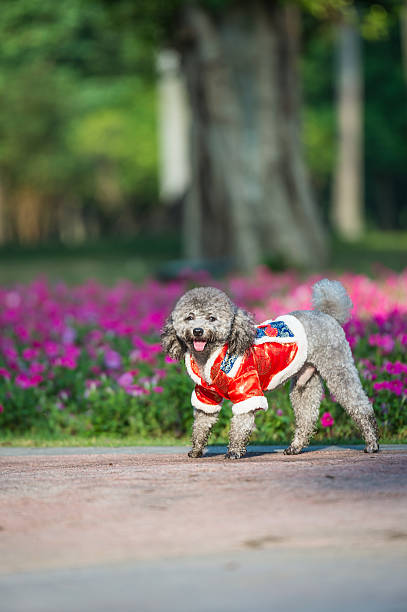 istock Poodles playing in the grass 617770684