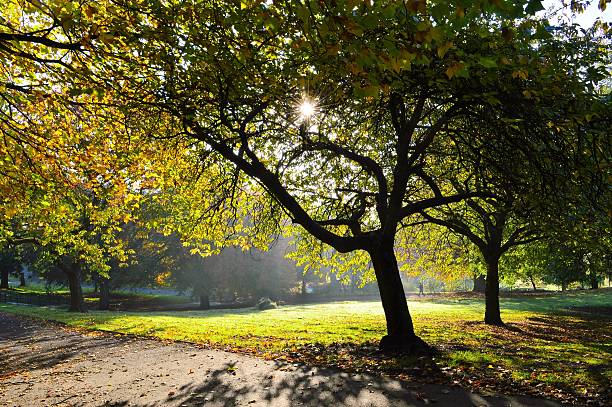 istock Autumn Landscape. 617771152