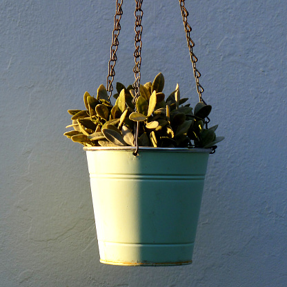 Plants in a Metal Bucket Hanging from Chains in the evening Light