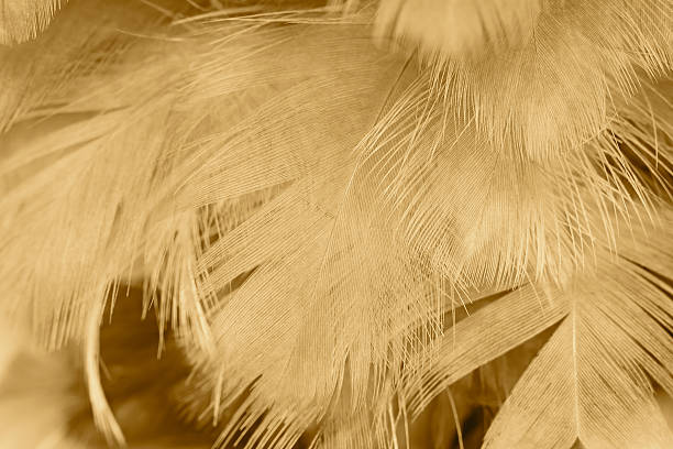 istock Brown color trends feather texture abstract background 617771696