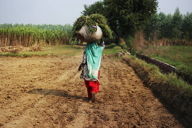 Women carrying green grass for domestic cattle going to home from the field. 
