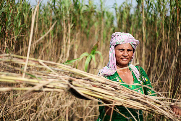 istock Women harvesting sorghum crop 617772774