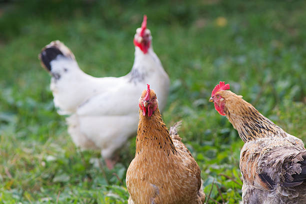 istock Portrait of a chicken 617773336
