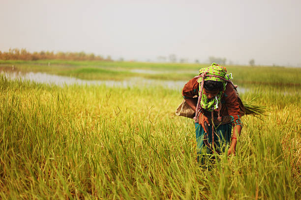 donne povere che tagliano l'erba - povertà asia foto e immagini stock
