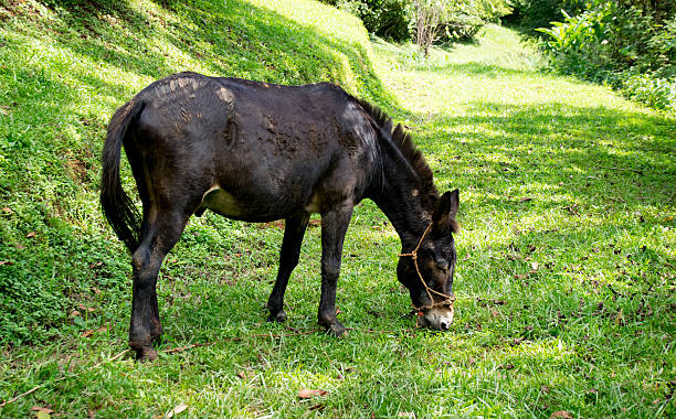 istock Mule (animal) eating green grass in garden 617774728
