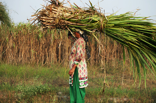 Durgapur, West Bengal, India, May 06 2023: Vertical View of A Group Of Unidentified Tribal Agricultural Female Labors  Carrying and Gathering Harvested Crops on Roadside.