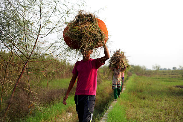 istock Carrying animal fodder in row 617775584