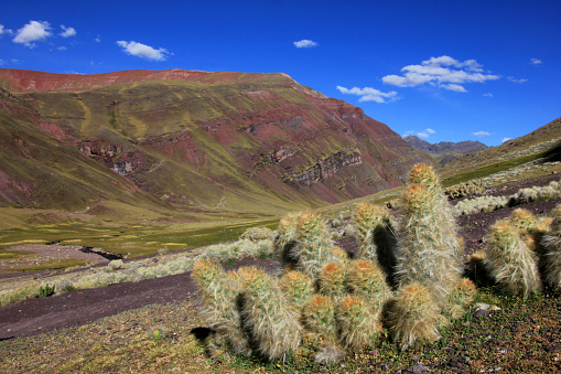 Cactus in the andean mountains of Peru