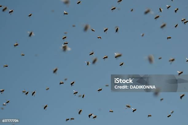 Swarm Stock Photo - Download Image Now - Bee, Swarm of Insects, Agriculture