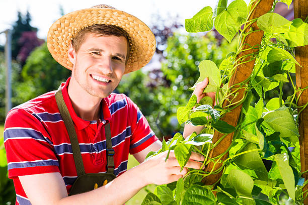 istock Man growing vegetables in garden 617778610