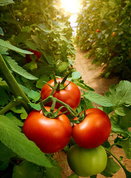 Growing Tomatoes Growing Tomatoes tomato plant stock pictures, royalty-free photos & images