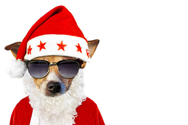 istock christmas dog as santa 617779336