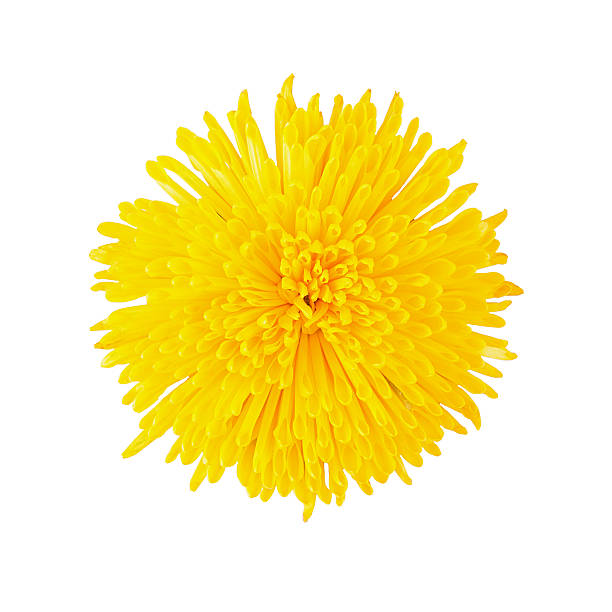 istock Chrysanthemum yellow head flower isolated 617779700