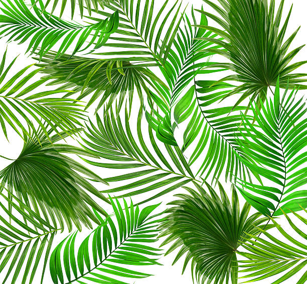 istock Green leaves of palm tree on white background 617779866