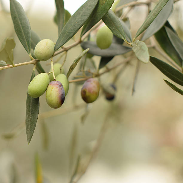 istock Olives on a branch on the soft,  pastel background. 617862952
