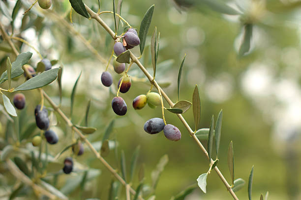 istock Olives different colors  on the soft,  pastel background 617863532