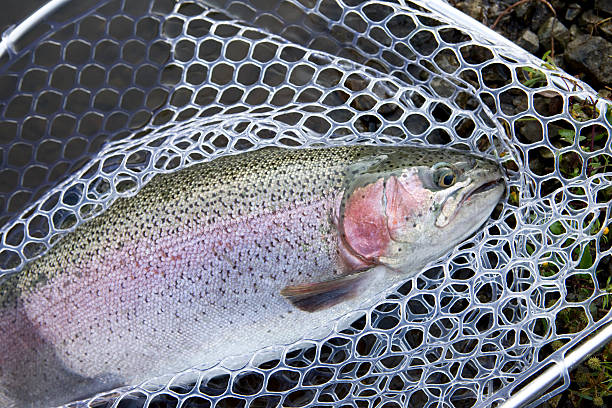 istock Rainbow trout fishing 617863816