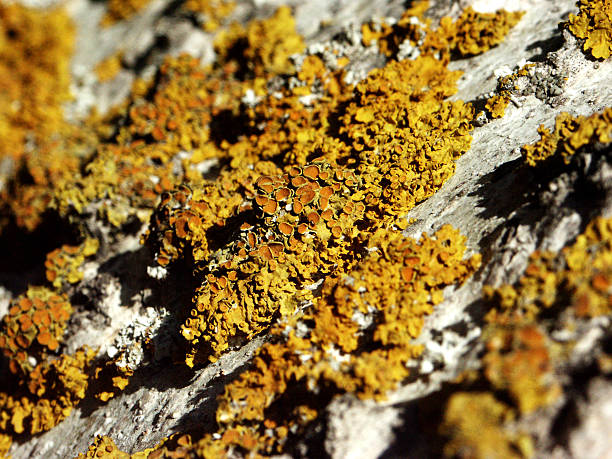 wood moss stock photo