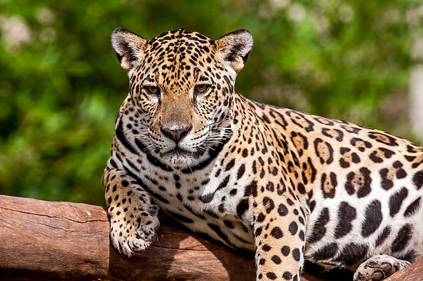 Jaguar (Panthera onca) stock photo