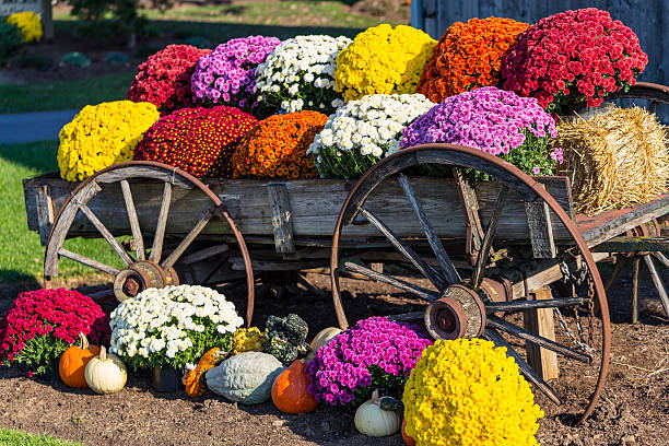 istock Farm Wagon and Colorful Mums 617866008