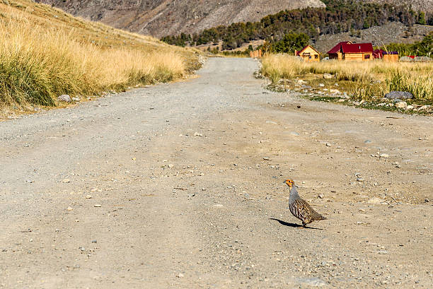 grey partridge bird mountains - stone bird animal autumn stock-fotos und bilder