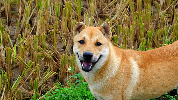 istock Vietnamese dog is smiling on the rice paddy field 617867540