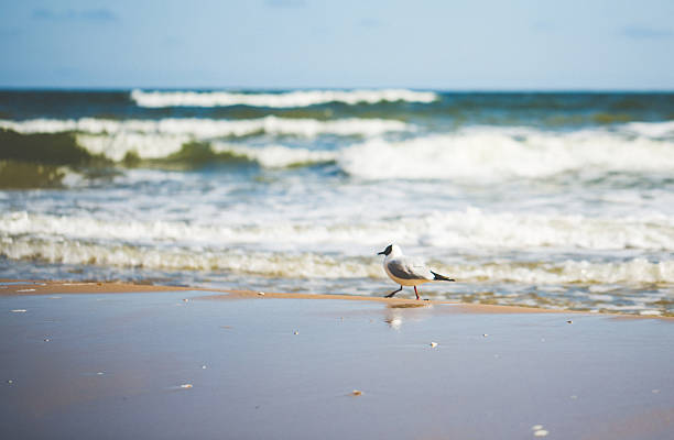 istock Day at the Baltic Sea with seagull 617867880