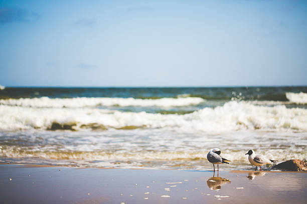 istock Day at the Baltic Sea with seagull 617868266