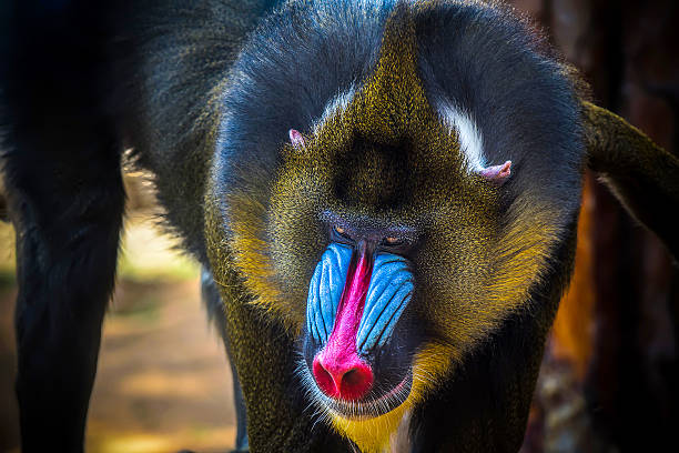 Mandrill Mandrill. mandrill stock pictures, royalty-free photos & images