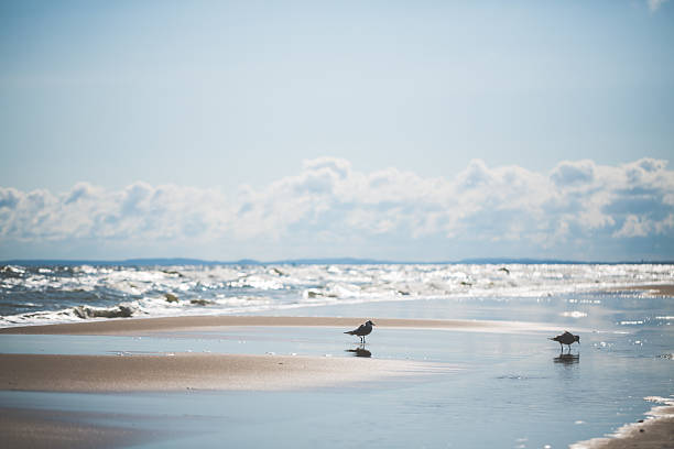 istock Day at the Baltic Sea with seagull 617871984