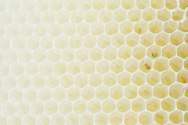 istock Honeycomb frame of bees. 617872538