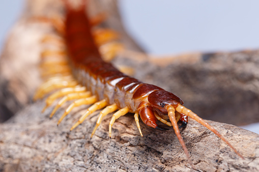 (Tachypodoiulus niger) White-legged Snake Millipede