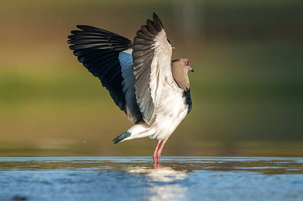 istock Quero Quero bird on water cooling down with open wings 617872822