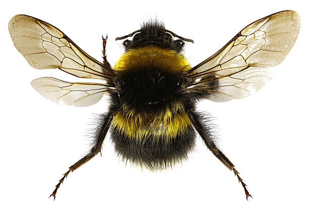 istock The Garden Bumblebee on white Background 617872972