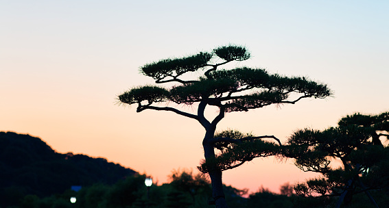 Panoramic image of a stylized Japanese pine tree silhouette at sunset.