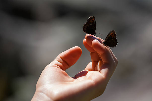 istock Two butterflies at woman's hand 617874022