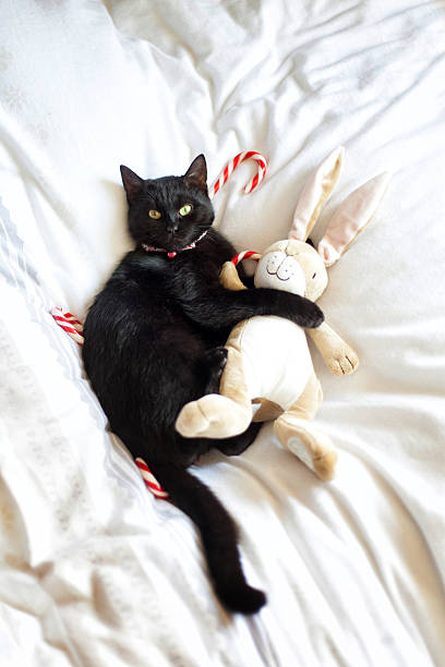 Black cat hugging a stuffed animal stock photo