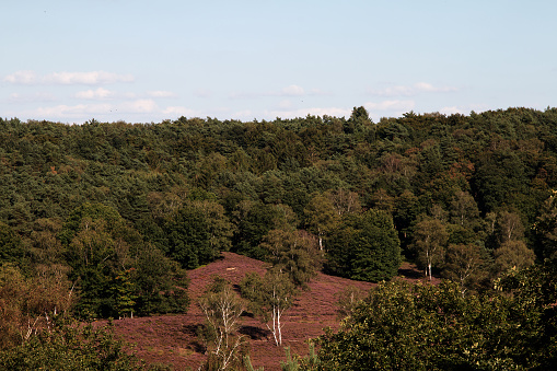 Waldabschnitt mit Besenheide - Forest section with broom heath