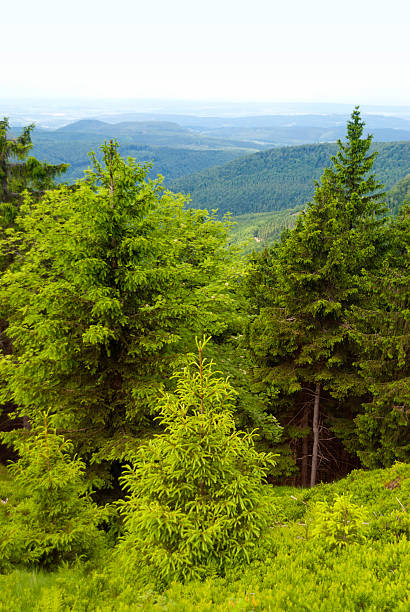 istock On the Hiking Trail Rennsteig in Germany 617875746