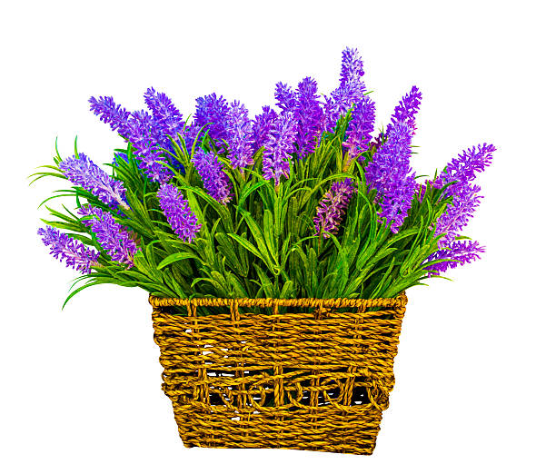 basket with lavender. lavender flowers.  Lavender isolated on white background