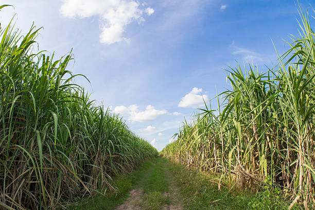 istock Road among sugarcane field with blue sky. 617876406