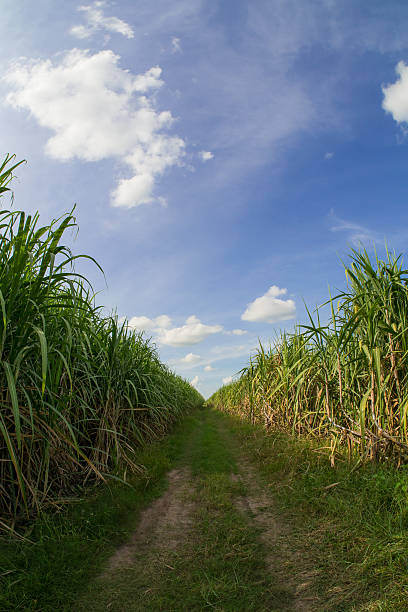 istock Road among sugarcane field with blue sky. 617876506