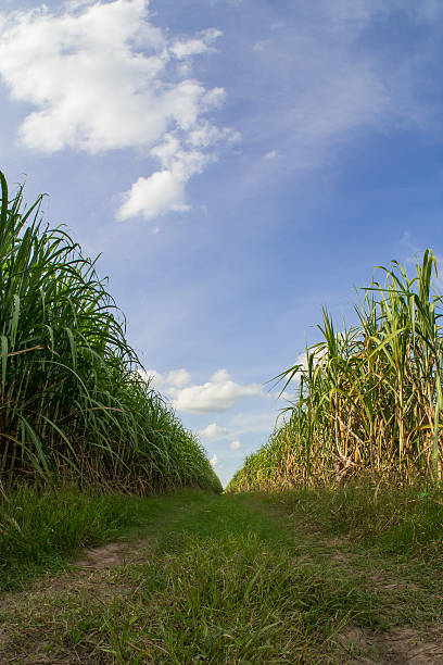 istock Road among sugarcane field with blue sky. 617876564