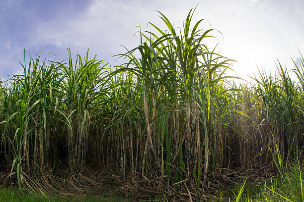 istock Sugarcane field with blue sky.Sugarcane raw material of sugar an 617876724