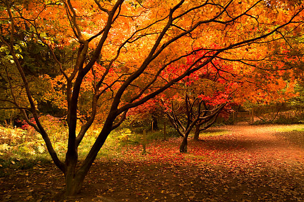 istock Autumn scene,autumn colours,background 617876776