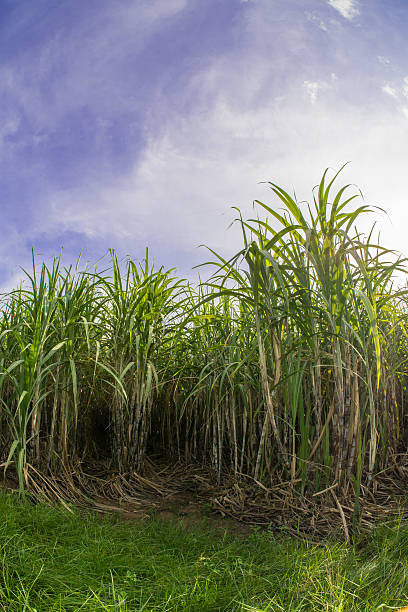 istock Sugarcane field with blue sky.Sugarcane raw material of sugar an 617876818